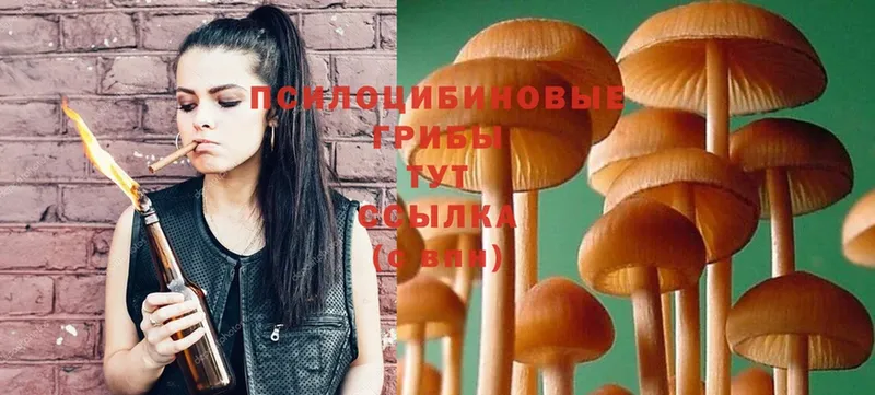 Галлюциногенные грибы Psilocybine cubensis  как найти закладки  Вытегра 